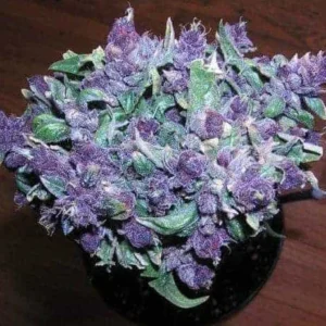 Weed For Sale In Wyoming