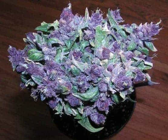 Weed For Sale In Wyoming