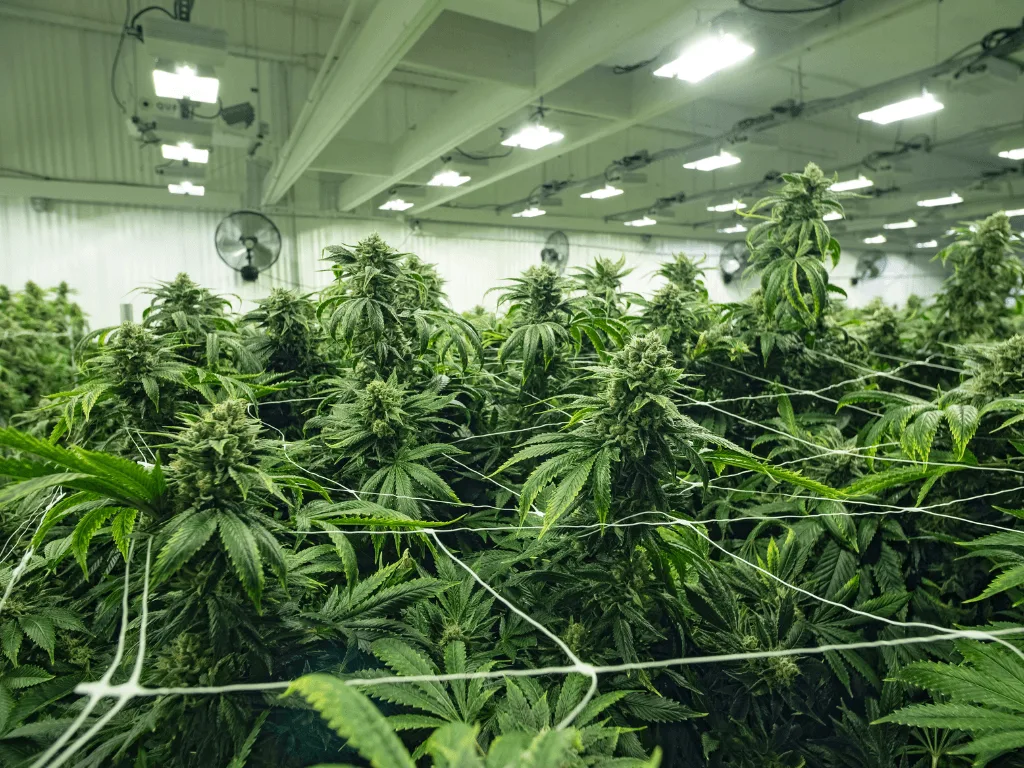 Weed For Sale In Wyoming